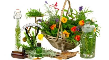 סוד צמחי המרפא